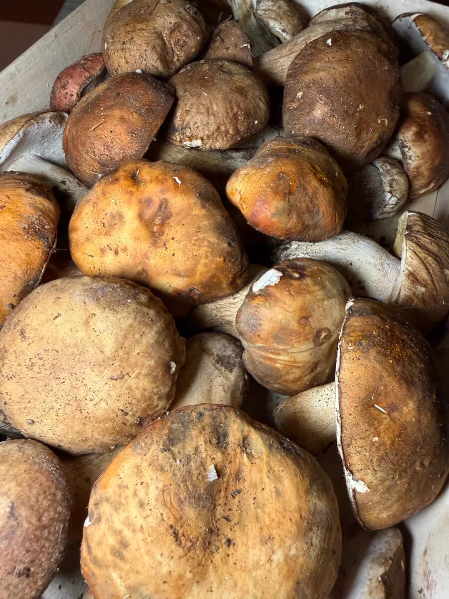 Funghi porcini freschi